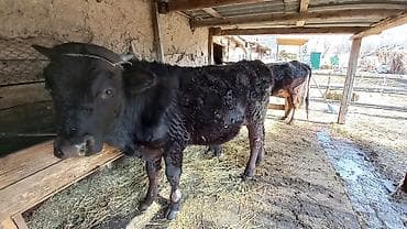 кошка сокулук: Сатам | Бука (эркек) | Бордоп семиртүү үчүн | Байланган — 2