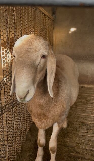 корм для форел: Продаю | Баран (самец) | Для разведения | Племенные — 1