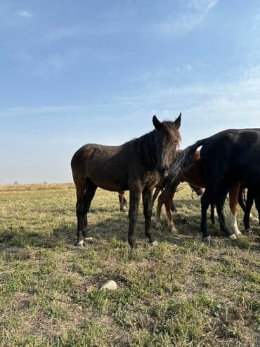 тюк пресс: Продаю | Жеребенок, Кобыла (самка), Жеребец | Кара Жорго | Для разведения, На забой, Рабочий — 24