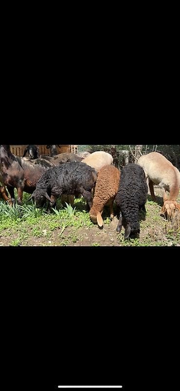 эшек жаныбар: Сатам | Ургаачы кой (ургаачы) | Арашан | Көбөйтүү үчүн | Жасалма жол менен боозутуу, Токту — 2