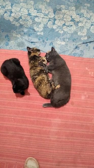 голубая шотландская кошка: Котята домашние, разноцветные окрасы: - рыжий с белымш - черно-белый - — 9