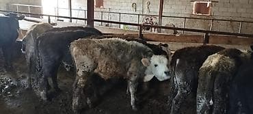 голштин музо: Продаю | Бык (самец) | Полукровка | На откорм | Привязанные — 2