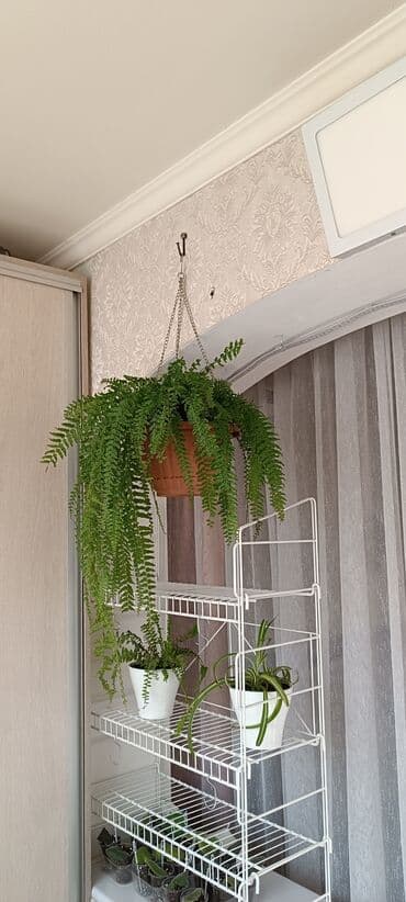 подвесные кресла: Пышный папоротник с густой листвой, подходящий для подвесного — 3