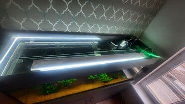 рыба малёк: Продаю запущенный аквариум на 400 л с тумбой в комплекте,из — 10