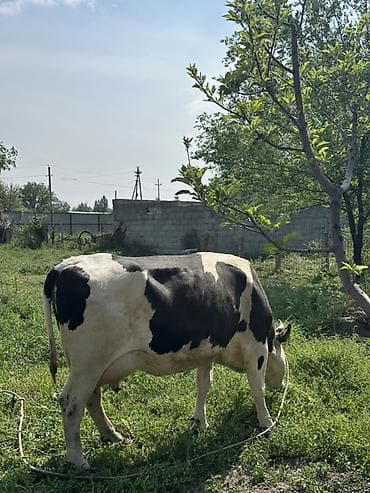 ящик пчела: Продаю | Корова (самка) | Голштин | Для молока | Привязанные — 4