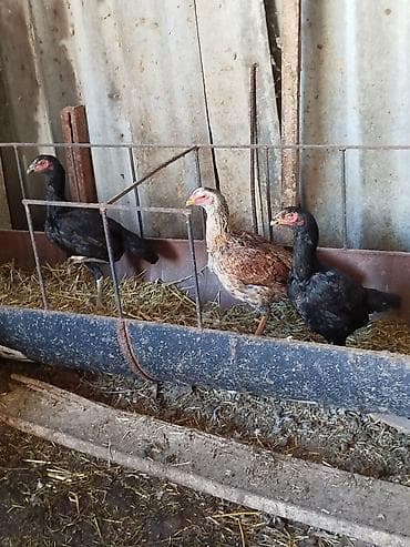 Кемирүүчүлөр: Сатам | Короздор | Тебиштирүүчү | Көбөйтүү үчүн — 8