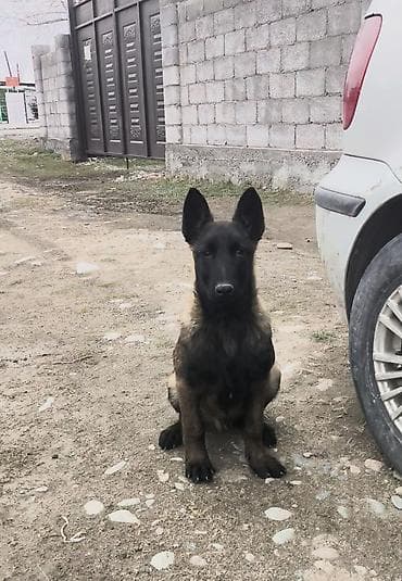 немецкую овчарку: Бельгийская овчарка, 3 месяца, Самец, С прививкой — 1