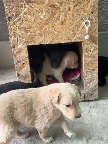 кавказский овчарка цена: Щенята в добрые и заботливые руки Возраст — 1 месяц. Всего 6 — 6