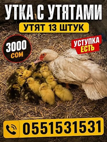 Башка жаныбарлар: Продаётся утка с утятами всего 13штук 7белых 6 чорна белых домашнии — 1