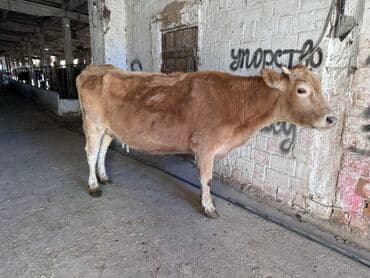 отдам даром охотничью собаку: Продаю | Корова (самка) | Для молока | Привязанные — 3