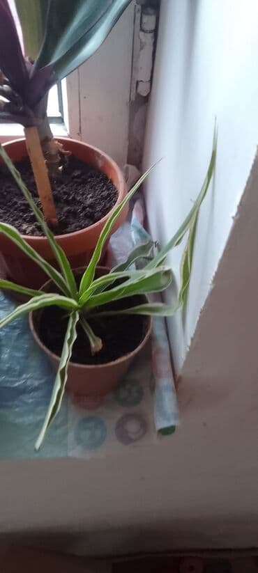 срочно продаю в связи с переездом: По 200с — 3