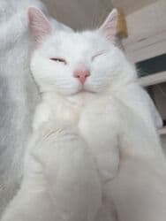 дом кошек: Ангорская, 6 месяцев, Мальчик, Белый, Приучена к лотку, Проглистована — 7