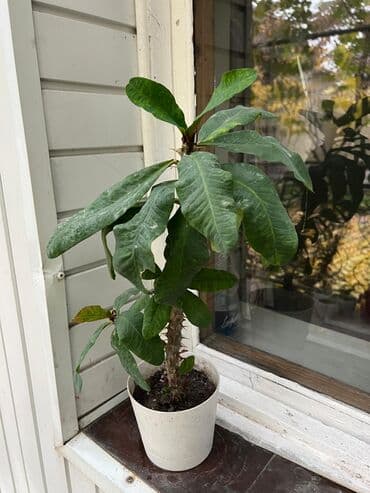 ташкентский плов бишкек доставка: Цветы по дешёвым — 7