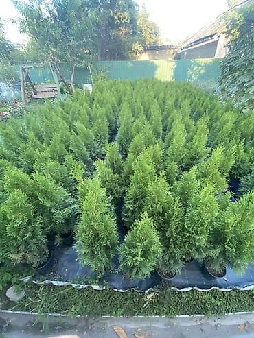 бизнем: 🌲 Туи в наличии! 🌲 Ищете красивые вечнозеленые деревья для дома, дачи — 3