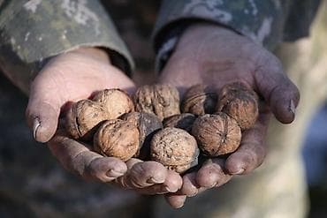 алма орук: Грецкий орех в скорлупе - Натуральные орехи в цельной скорлупе - — 1