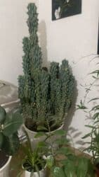 сколько стоит большой аквариум: Цереус перуанский 
7 лет 
высота 1.5 — 1