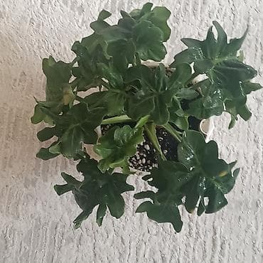 Филодендроны: Филодендроны в горшках (комнатные декоративнолистные) Что — 3