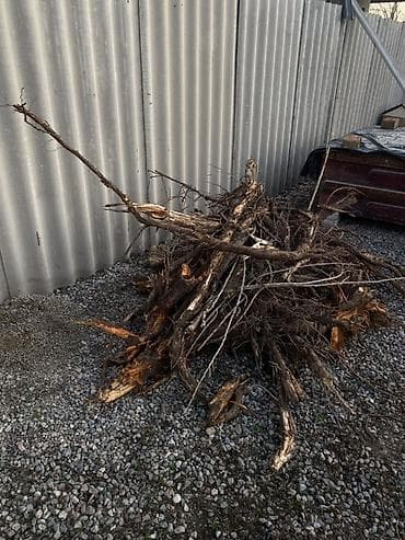 коптим: Дрова и ветки для растопки/костра Өрүк бактын тамыры сатылат - Крупные — 1