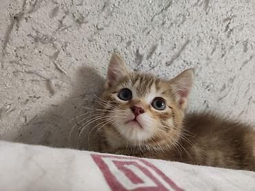 кошка продаётся: Скотиш Страйт (Шотландская прямоухая), 2 месяца, Девочка, Приучена к лотку — 6