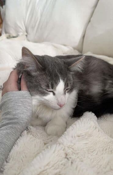 отдам животных в хорошие руки: Отдам в добрые руки Котёнок серо-белого окраса - Полумягкая короткая — 1