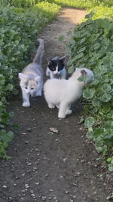 кошка шотланская: Отдам котят в добрые руки 🐾 Ищем заботливых хозяев для трёх — 2