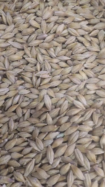 яблочный жмых: ПРОДАЮ КОРМА: ЯЧМЕНЬ и ПШЕНИЦА - Оптом и в розницу - По доступным — 6