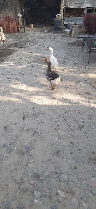 куры доминанты: Домашние гуси - Породы/окрас: один белый гусь, второй серый с белыми — 1