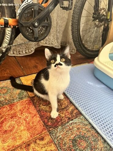 бенгальский кот домашний: Котята с яркой внешностью и игривым характером ищут новый дом. Один — 1