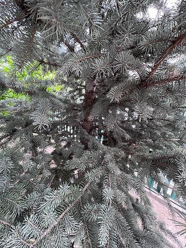 турецкие леса: Продаю голубые ели — 3