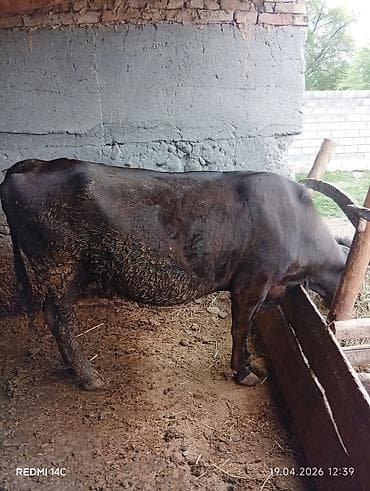 куры в токмоке: Продаю | Корова (самка) | Для разведения | Привязанные — 4