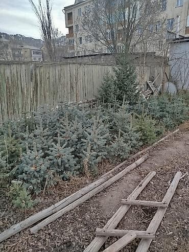 соевый соус цена: 🌲 Ель колючая (Picea pungens) 🌲 Формы: зелёная, сизая, голубая Живые — 2