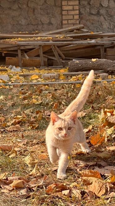 во сколько месяцев стерилизовать кошку: Беспородная, 4 месяца, Девочка, Рыжий, Приучена к лотку — 3