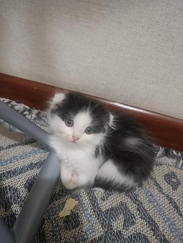 Кошки: Шотландские котята (вислоухие и полу-длинношёрстные), от домашней — 2