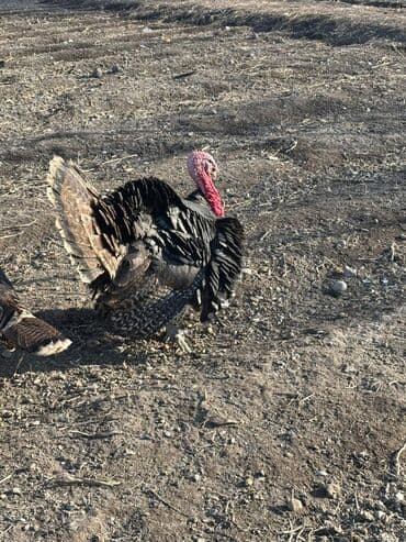 корм для домашних животных: Продаю | Индюк (самец) | Для разведения | Племенные — 2