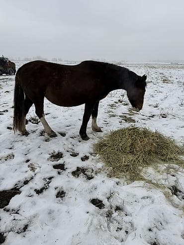 хаски собака цена: Продаю | Кобыла (самка) | Рабочий — 3