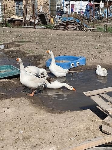 чоп беде тюк: Гуси и гусиные яйца с подворья. - Порода: помеси белых домашних гусей — 2