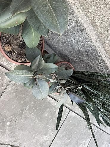 Комнатные растения: Сансевиерия (Sansevieria trifasciata, «щучий хвост», «тещин язык») в — 3
