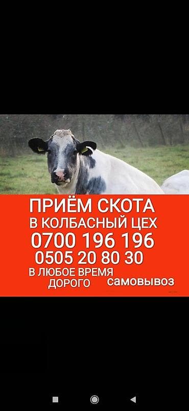 Куплю | Другие с/х животные, Коровы, быки, Лошади, кони | Круглосуточно, Любое состояние, Забитый at lalafo.kg Куплю | Другие с/х животные, Коровы, быки, Лошади, кони | Круглосуточно, Любое состояние, Забитый
