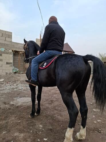 возьму собаку в добрые руки: Продаю | Жеребец | Арабская | Рабочий — 7