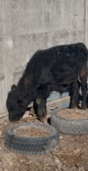 ишу карову: Продаю | Бык (самец), Музоо, торпок | Симментальская, Шароле, Абердин-ангус | Искусственник — 1