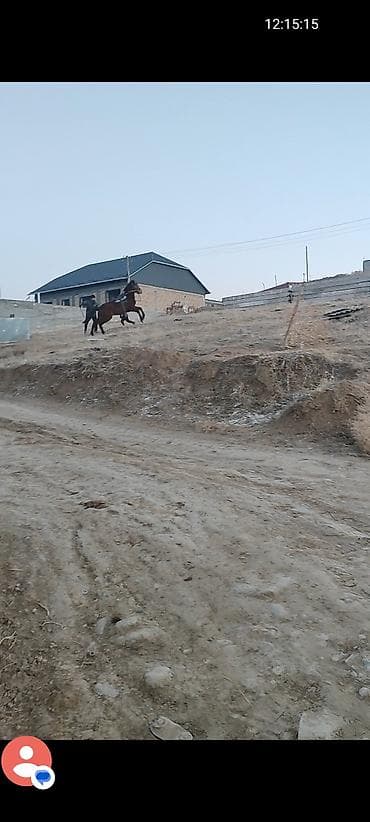 ат 2 жаш: Сатам | Байтал | Ат спорту — 5