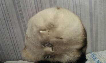 норковая косынка: Продаю норковую шапку, состояние отличное — 3