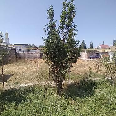 алма груша: Саженец яблони/молодое плодоносящее яблоневое дерево. - Культура — 2