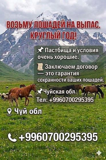 стоимость лошадей: Кошару сдаю в аренду. Пастбище отличные,просторные, Травостой очень — 7