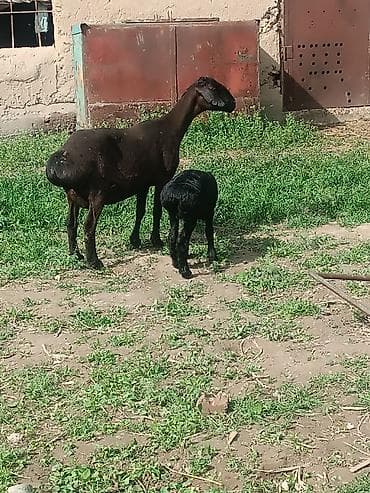 самый лучший сильный умный собака: Продаю | Овца (самка) | Эдильбаевская | Для разведения | Матка — 4