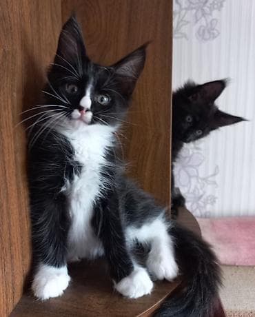 сиамский кошка: 🐾🐈Котята мейн-кун готовы к переезду! Отличный помёт с шикарными — 4