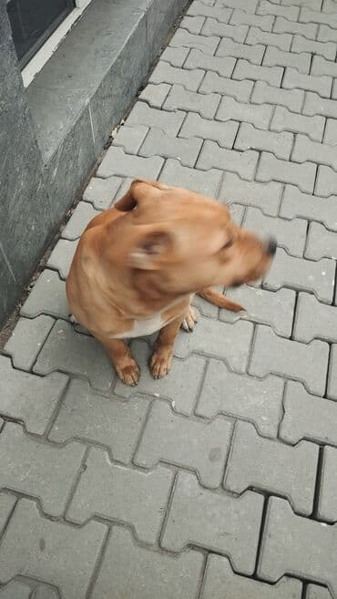 ош собаки: Собака среднего размера, коренастого телосложения. Окрас рыжий — 10