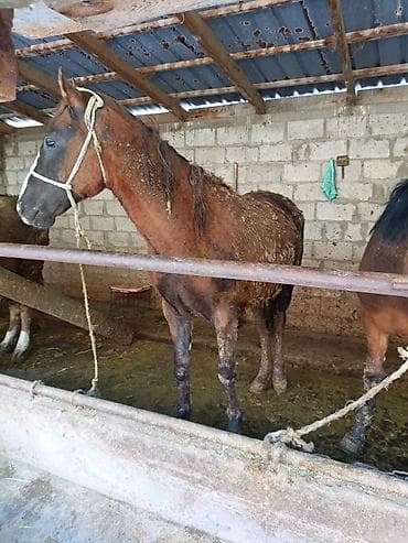 алабай: фото щенки: Продаю | Жеребец | Рабочий — 2