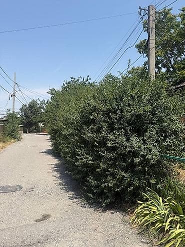 Аймактарды жыйнап тазалоо: Живая изгородь/саженцы кустарников и хвойников для озеленения участка — 1