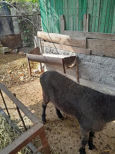 мясо фазана: Продаю | Баран (самец) | На забой — 4